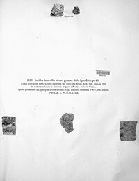 Caloplaca luteoalba image